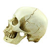 Halloween Skull Head Prop Resin Head Replica Creepy Party Haunted House Ornament