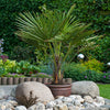Hardy Fan Palm tree Trachycarpus 60-70cm (inc pot) with trunk