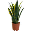 Sansevieria Golden Flame - Snake Plant | Best Indoor Plants | 30-40cm with Pot
