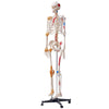 Human Skeleton Model Anatomical Skeleton Life Size with Muscle Points