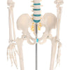 Human skeleton anatomical model Life Size 181cm medical + poster + bonnet new