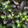 Coprosma Midnight Martini - Mirror Plant | Evergreen Potted Bushy Garden Shrub