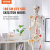 Human Skeleton Model Anatomical Skeleton Life Size with Muscle Points