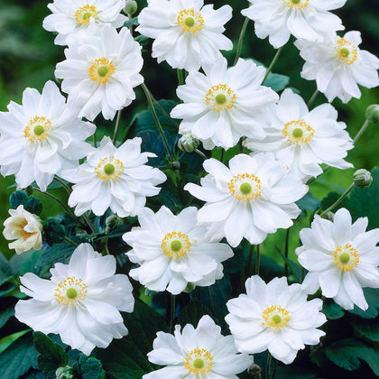 Anemone Whirlwind Windflower Herbaceous Perennial White Flowering Outdoor Plant