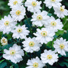 Anemone Whirlwind Windflower Herbaceous Perennial White Flowering Outdoor Plant