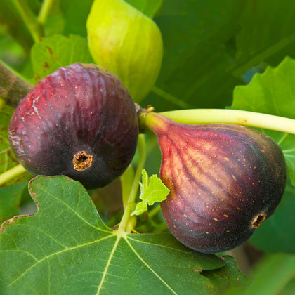 Ficus Brown Turkey | Hardy Fig Fruit Tree | Outdoor 20-30cm Potted Plant