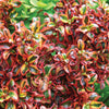 Coprosma Inferno Mirror Plant Upright Evergreen Colourful Outdoor Garden Shrub