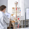 Human Skeleton Model Anatomical Skeleton Life Size with Muscle Points