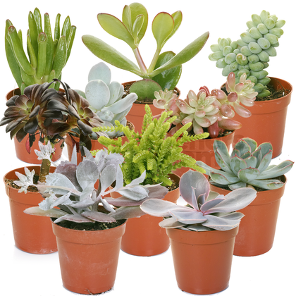 Succulent Mix - 10 Plants - House / Office Live Indoor Pot Plant - Ideal Gift