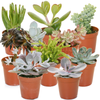 Succulent Mix - 10 Plants - House / Office Live Indoor Pot Plant - Ideal Gift