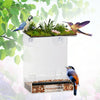 Large Clear Window Bird Feeder Hanging Station Dry Seed Tray Strong Suction Cups