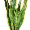 1 X SANSEVERIA h VARIEGATED SNAKE PLANT HEALTHY INDOOR SHRUB IN 9CM POT
