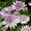 Astrantia Buckland Masterwort Upright Pink Flowering Perennial Outdoor Shrub