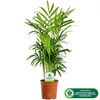 Chamaedorea Elegans Palm - Premium Tall Indoor House Plant Décor Potted 13cm