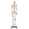 Human Skeleton Model Anatomical Skeleton Life Size with Muscle Points