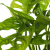 Stunning 1 x Monstera obliqua Monkey Leaf Indoor Houseplant 20-30cm with Pot