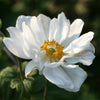 Anemone Whirlwind Windflower Herbaceous Perennial White Flowering Outdoor Plant