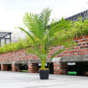 Artificial Palm Tree Potted Plant Indoor Outdoor Garden Home Office Green Plants