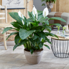 Spathiphyllum 'Peace Lily' House Plant - Live Indoor House Potted Tree In 9cm