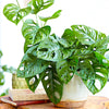 Stunning 1 x Monstera obliqua Monkey Leaf Indoor Houseplant 20-30cm with Pot