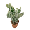 Opuntia microdasys Albispina Indoor Cactus Houseplant 6.5cm Potted Cacti Plant