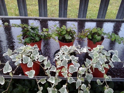 6 x Hedera Mixed Indoor/Outdoor Trailing Variegated/Green Ivy 8cm Pots