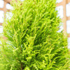 Pair of Cupressus Wilma Goldcrest Attractive Evergreen Outdoor Garden Shrubs