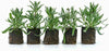 T&M English Blue Lavender Garden Hardy Patio Evergreen Flower Plants Jumbo Plugs