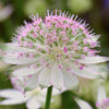 Astrantia Buckland Masterwort Upright Pink Flowering Perennial Outdoor Shrub