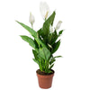 Spathiphyllum 'Peace Lily' Indoor Plants - 1 x Potted Lily House Plant 9cm Pot