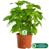 Coffea Arabica Plant - Premium 'Coffee' Decorative Indoor Houseplant 13cm Potted