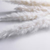 15/30/60x Artificial Dried Pampas Grass Phragmites Communis Bunch Home Decor