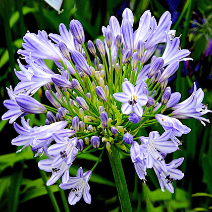 Agapanthus Megans Mauve African Lily Upright Herbaceous Perennial Outdoor Plant