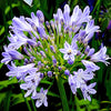 Agapanthus Megans Mauve African Lily Upright Herbaceous Perennial Outdoor Plant