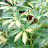 Schefflera Gerda - 1 Plant - House / Office Live Indoor Pot Plant Tree