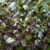 Coprosma Midnight Martini - Mirror Plant | Evergreen Potted Bushy Garden Shrub