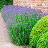 T&M English Blue Lavender Garden Hardy Patio Evergreen Flower Plants Jumbo Plugs