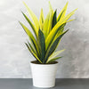 Sansevieria Golden Flame - Snake Plant | Best Indoor Plants | 30-40cm with Pot