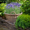 T&M English Blue Lavender Garden Hardy Patio Evergreen Flower Plants Jumbo Plugs