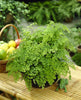 Adiantum raddianum Maidenhair Fern - Decorative Indoor House Plant In 12cm Pot