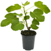 Ficus Brown Turkey | Hardy Fig Fruit Tree | Outdoor 20-30cm Potted Plant