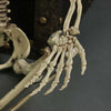 170cm Poseable Human Skeleton Skull Hanging Halloween Scary Decoration