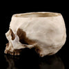Skull Pen Pot Succulent Plant Stand Makeup Brushes Holder Festive Gothic Art DIY