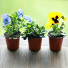Terracotta Plastic Plant Pot Flower Pots 9 x 8 x 6 cm Wholesale Retail UK Stock