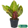 Codiaeum Petra Plant - Vibrant Indoor Decorative Office Houseplant In 13cm Pot