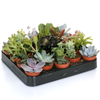 Succulent Mix - 10 Plants - House / Office Live Indoor Pot Plant - Ideal Gift