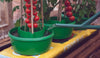 Tomato plant halos pot grow bag watering plastic round halos grow Tomatos seed