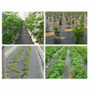 2m*25m Heavy Duty Weed Control Fabric Membrane Garden Ground Cover Mat Landscape