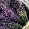 T&M English Blue Lavender Garden Hardy Patio Evergreen Flower Plants Jumbo Plugs
