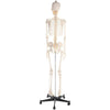 Human skeleton anatomical model Life Size 181cm medical + poster + bonnet new